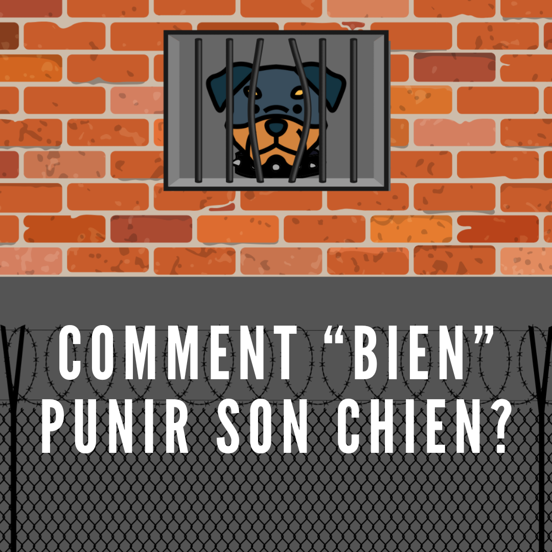 Comment " bien" punir son chien?