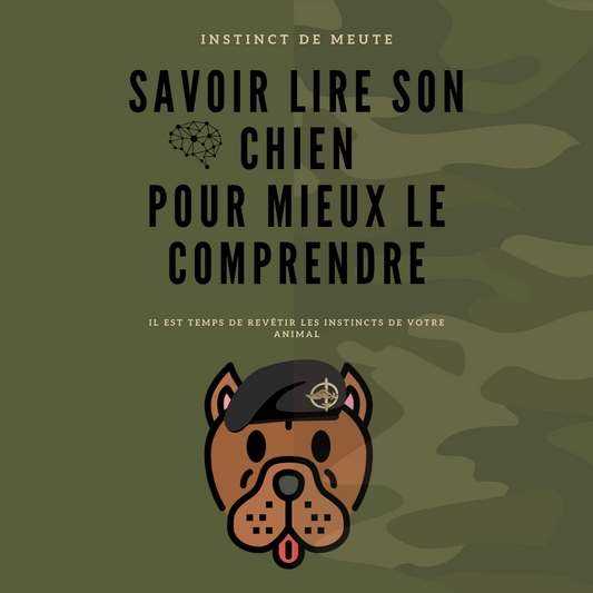 Savoir lire son chien pour mieux le comprendre