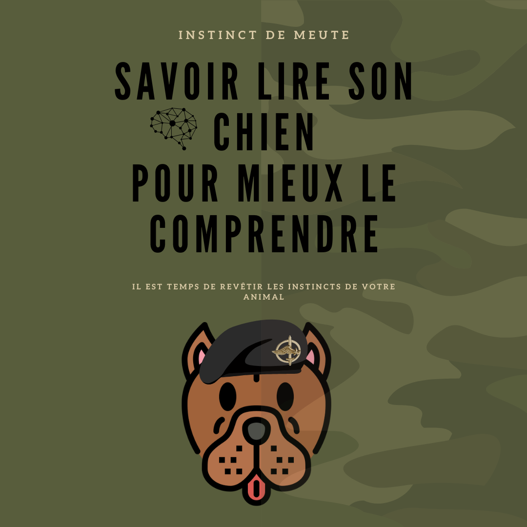 Savoir lire son chien pour mieux le comprendre